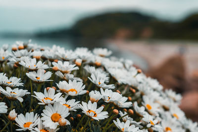 Close-up of white daisy flowers