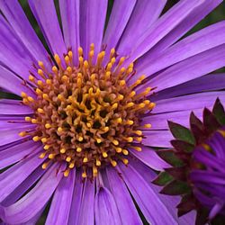 Close-up of purple flowers