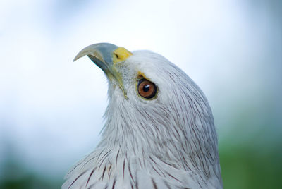 Close-up of owl