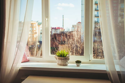 Potted plants on window sill