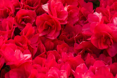 Full frame shot of red flowers