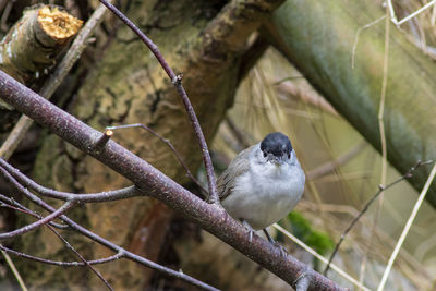 Close-up of bird perching on branch