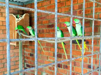 Birds in cage