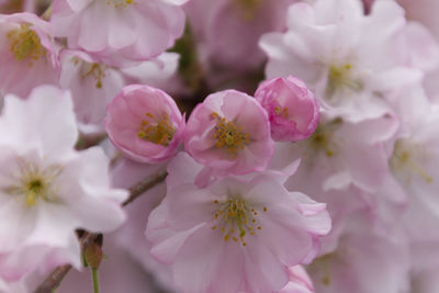 Close-up of pink cherry blossoms