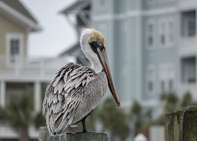 Profile view close-up of pelican perching on a post