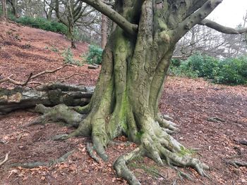 Close-up of tree trunk