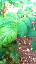 Close-up of green leaves