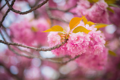 Close-up of pink flowering plant