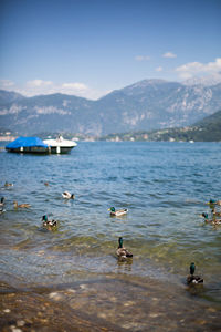 Swans swimming in lake against mountains