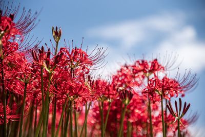 Close-up of red flowering plant against sky