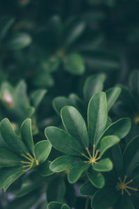 Close-up of green leaves