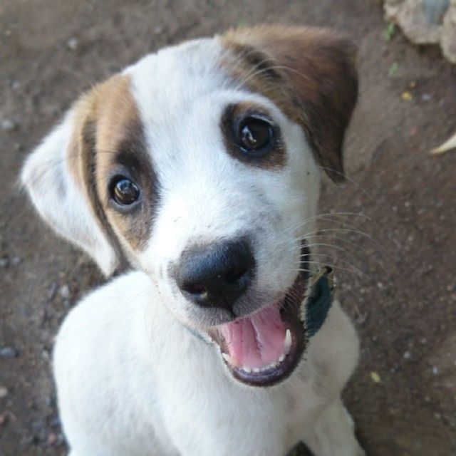 animal themes, one animal, dog, domestic animals, pets, mammal, portrait, looking at camera, close-up, animal head, focus on foreground, white color, high angle view, sticking out tongue, outdoors, day, pet collar, animal body part, mouth open