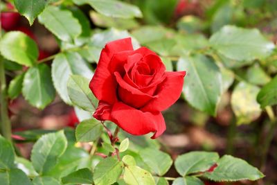 Close-up of red rose on plant