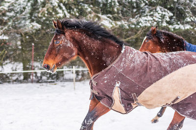 Close-up of a horse on snow covered field