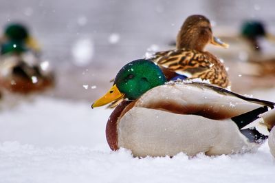 Close-up of two birds in snow