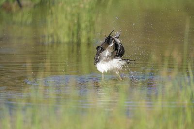 Bird swimming in lake