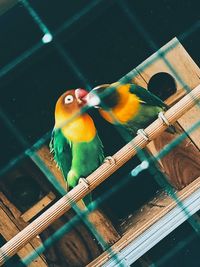 Close-up of parrot perching on wood