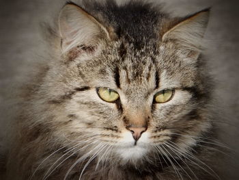 Close-up portrait of cat