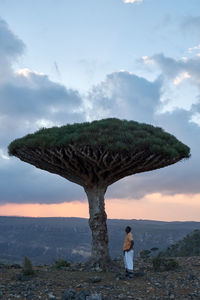 Socotra strange trees. dragon blood tree