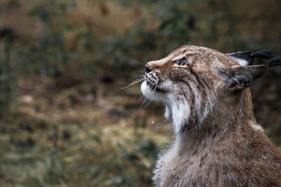Close-up of lynxes looking away