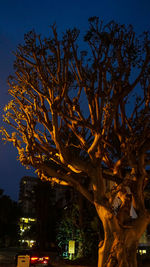 Low angle view of bare tree against sky at night