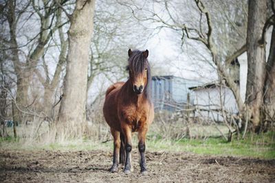 Portrait of pony standing on field