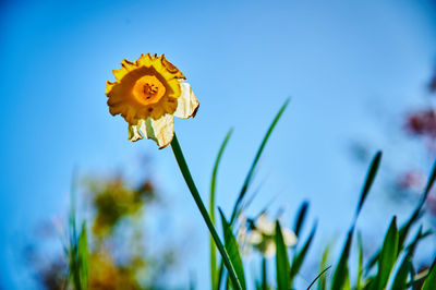 Close-up of yellow flowering plant