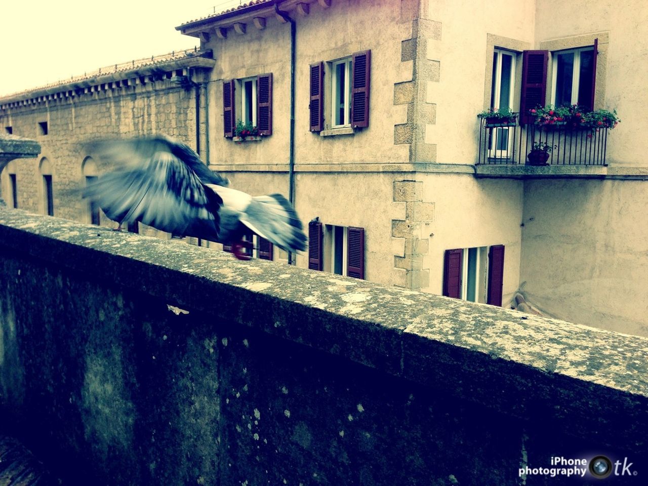 building exterior, architecture, built structure, bird, window, residential building, house, residential structure, building, animal themes, low angle view, one animal, day, outdoors, blue, city, multi colored, full length, perching, no people