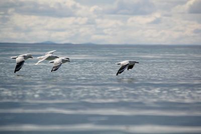 Seagulls flying over sea against sky