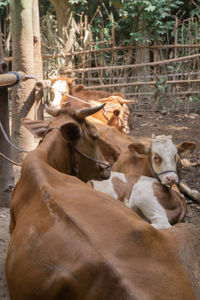 Shoot multiple cows with one dominant, creating an image that looks lifelike.