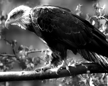 Close-up of bird perching on branch