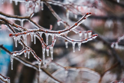 Close-up of frozen plant