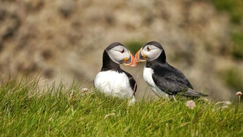 Couple of puffin in love, beak to beak