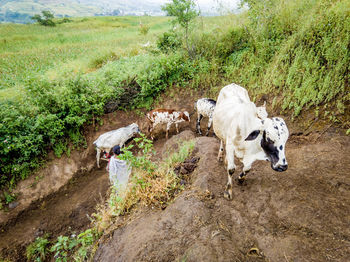 High angle view of horse on field