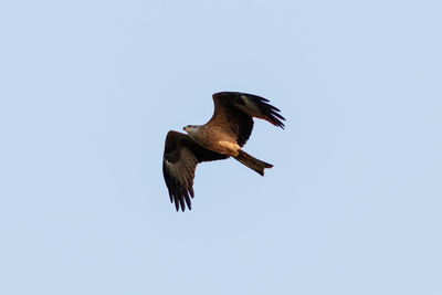 Low angle view of a bird flying