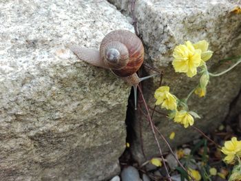 Close-up of snail on rock