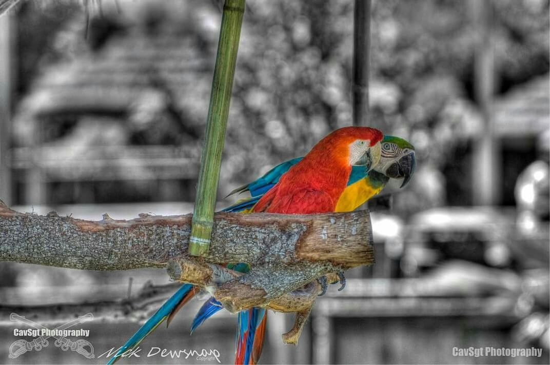 animals in the wild, animal themes, one animal, focus on foreground, bird, wildlife, perching, close-up, multi colored, parrot, outdoors, day, nature, butterfly - insect, side view, no people, selective focus, full length, orange color, beauty in nature