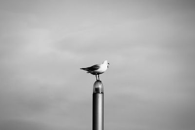 Low angle view of birds perching on railing