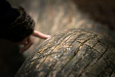 Close-up of hand on tree trunk