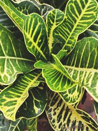 Full frame shot of green leaves