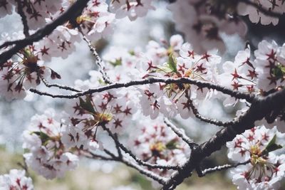 Apple blossoms in spring