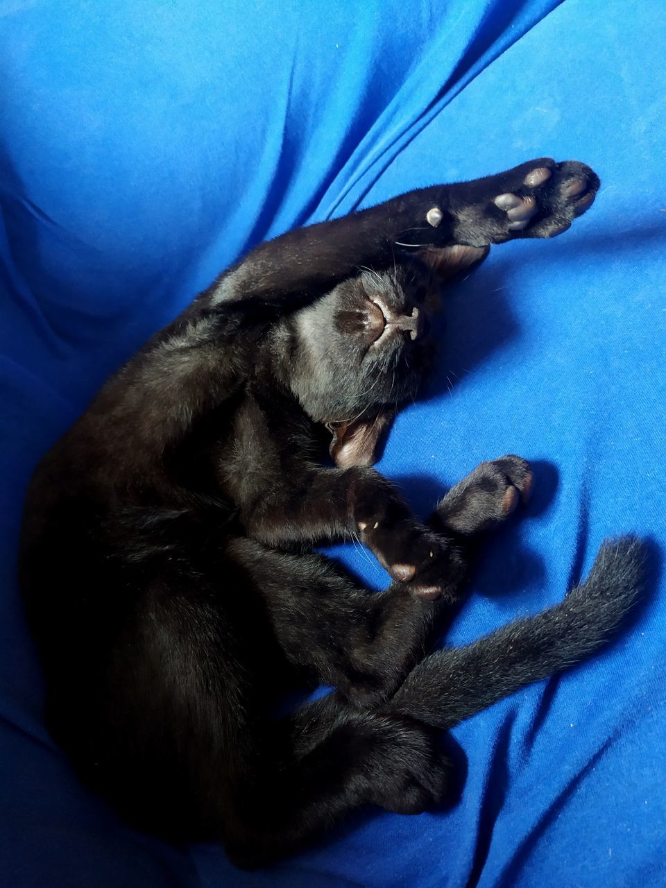 HIGH ANGLE VIEW OF CAT RESTING