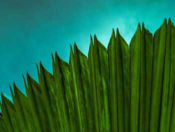 Palm leaves with wavy and pointed leaf edges
with a blue sky as a background