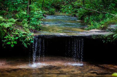 Water flowing in forest