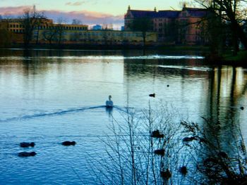 Birds in river with buildings in background