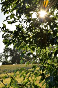 Low angle view of sunlight streaming through tree