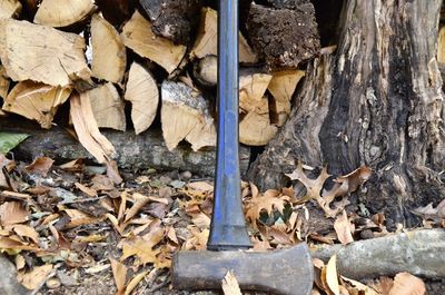 Stack of logs