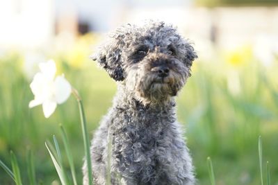 Close-up of a dog on field