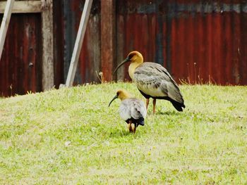 Birds on grassy field