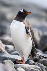 Close-up of gentoo penguin on shingle beach